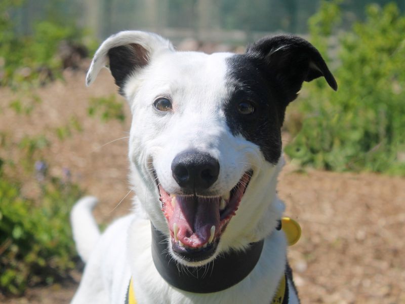 Walter | Lurcher | Merseyside (Liverpool) - 1