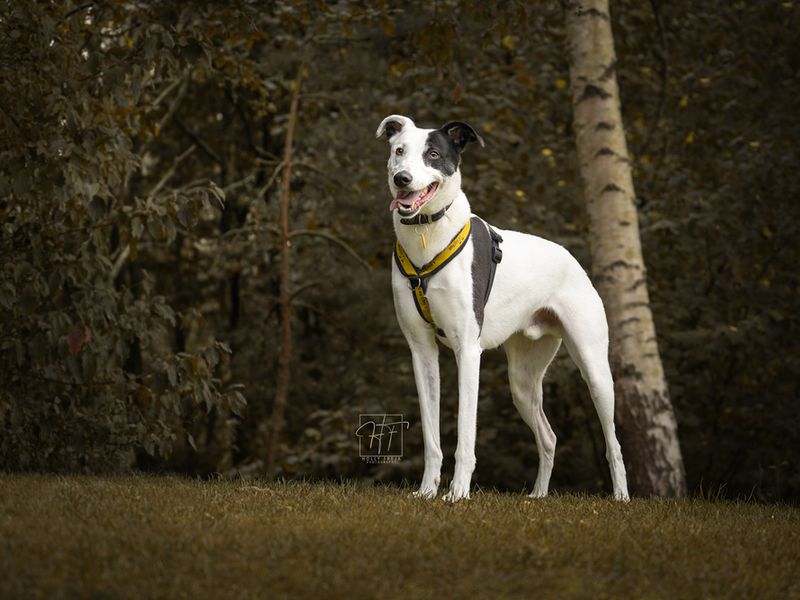 Walter, a 8 years old male Lurcher available for adoption from Dogs Trust in Liverpool, Merseyside