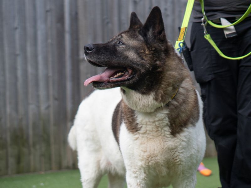 undefined | Akita | undefined - 2
