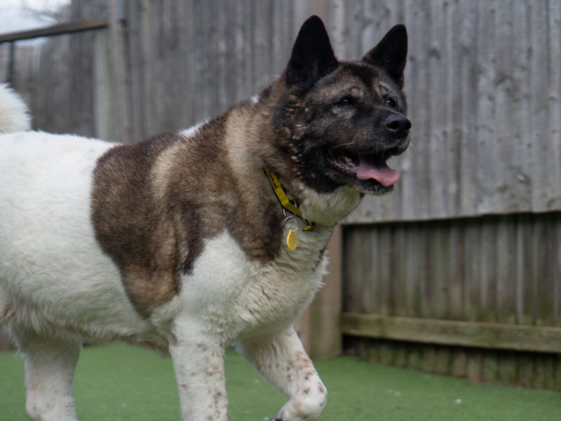 undefined | Akita | undefined - 4