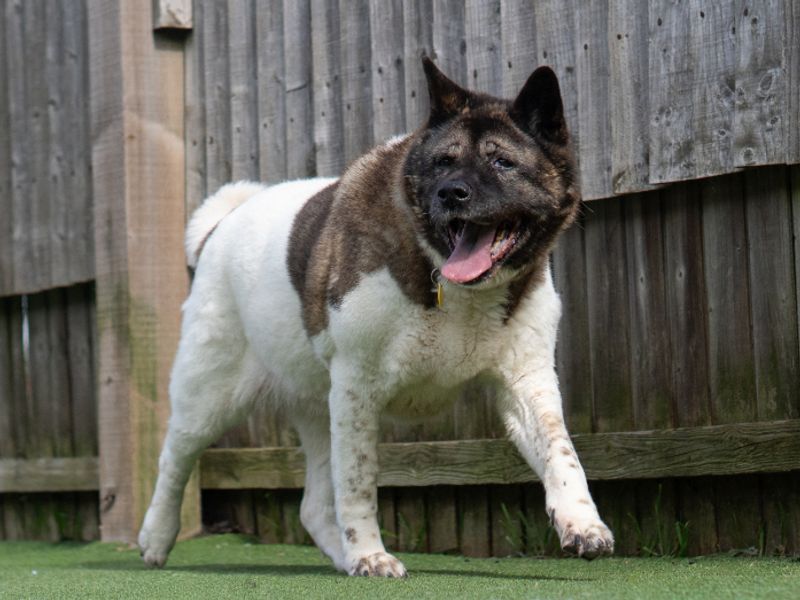 Smokie | Akita | Kenilworth (West Midlands) - 1