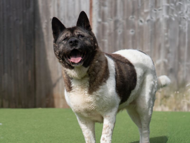 undefined | Akita | undefined - 5