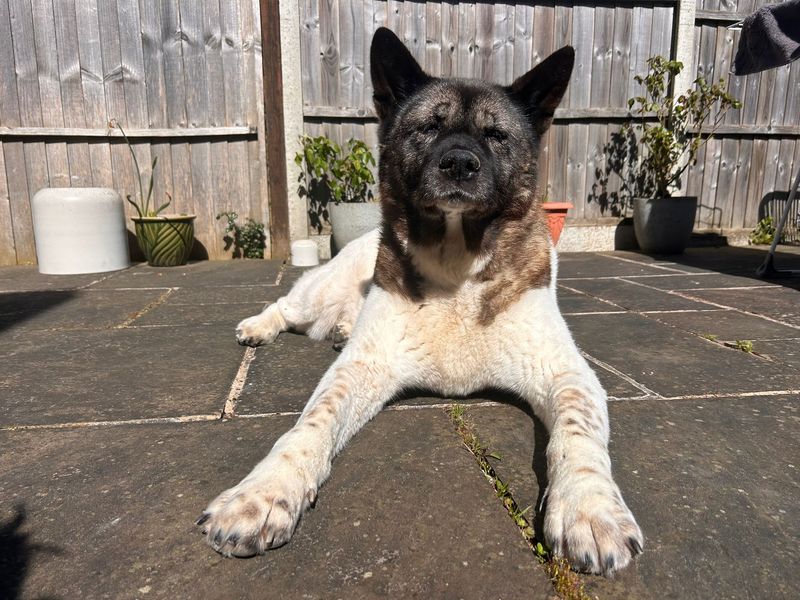 undefined | Akita | undefined - 3