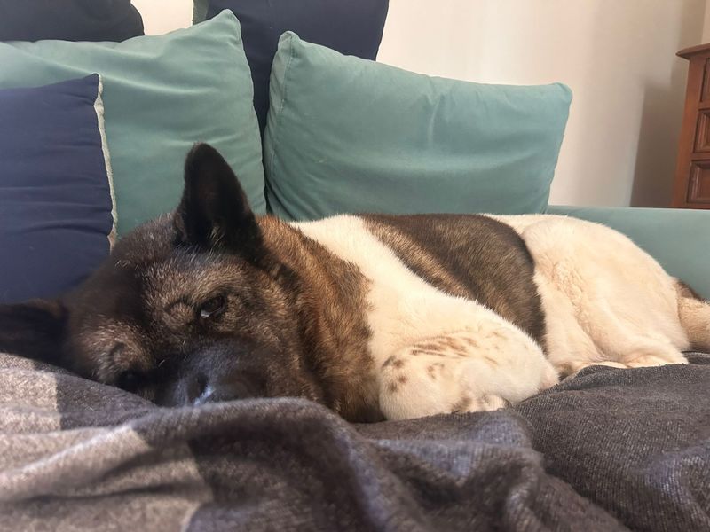 Smokie | Akita | Kenilworth (West Midlands) - 3