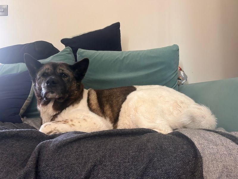 Smokie | Akita | Kenilworth (West Midlands) - 7
