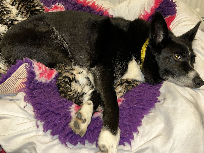 Border Collie for adoption in Kenilworth, Warks – 14 years old