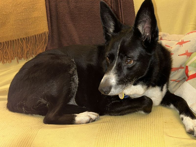 Border Collie for adoption in Kenilworth, Warks – 14 years old - Image 4 of 4