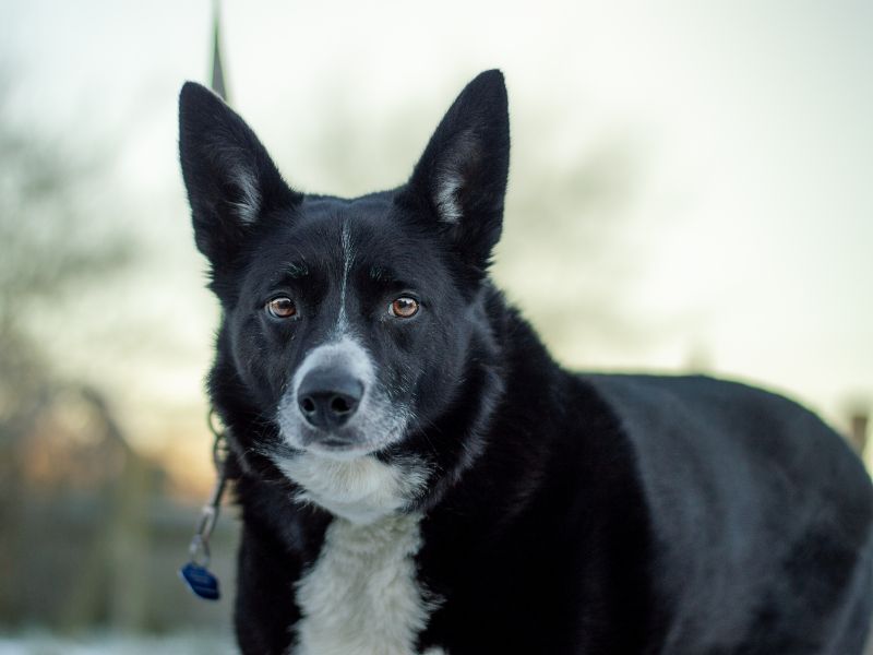 undefined | Collie (Border) | undefined - 9