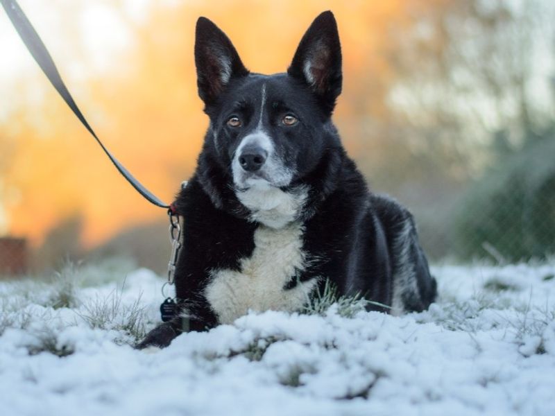 undefined | Collie (Border) | undefined - 4
