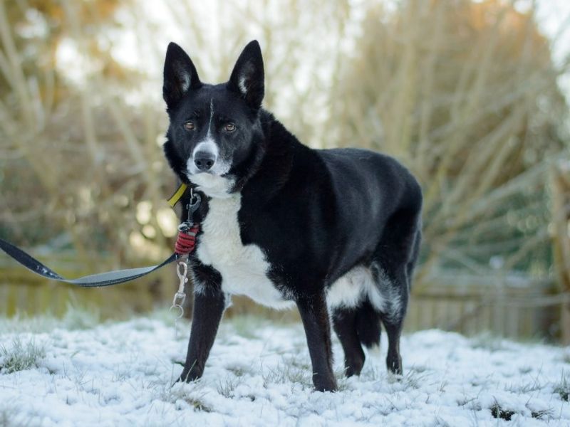 Ollie | Collie (Border) | Kenilworth (West Midlands) - 1