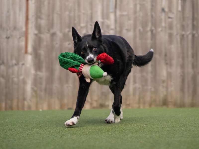 undefined | Collie (Border) | undefined - 11