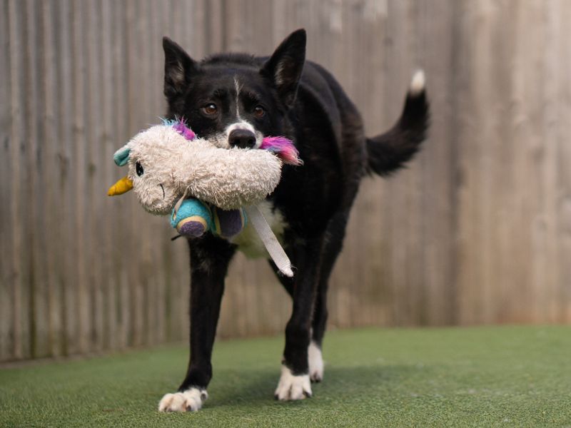 undefined | Collie (Border) | undefined - 6