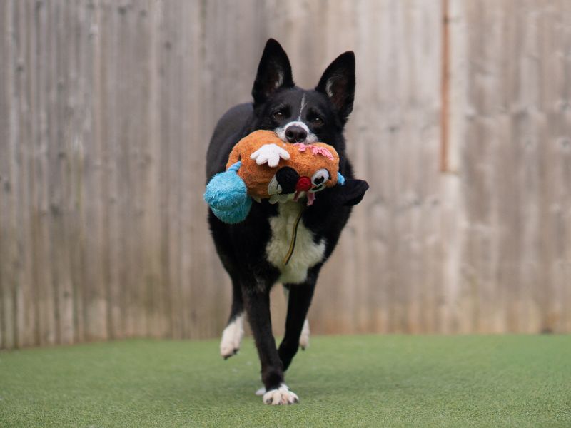 undefined | Collie (Border) | undefined - 3