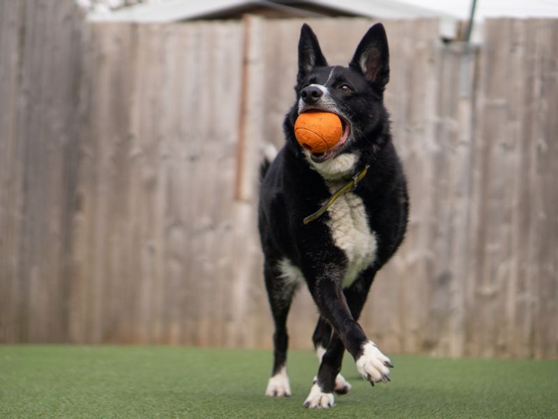 undefined | Collie (Border) | undefined - 7