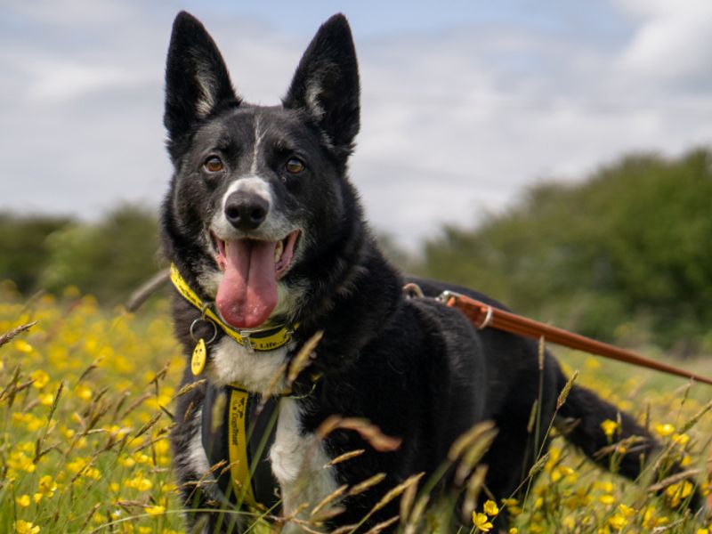 undefined | Collie (Border) | undefined - 10