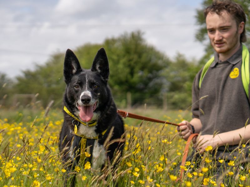Ollie | Collie (Border) | Kenilworth (West Midlands) - 14