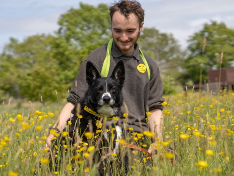 Ollie | Collie (Border) | Kenilworth (West Midlands) - 9