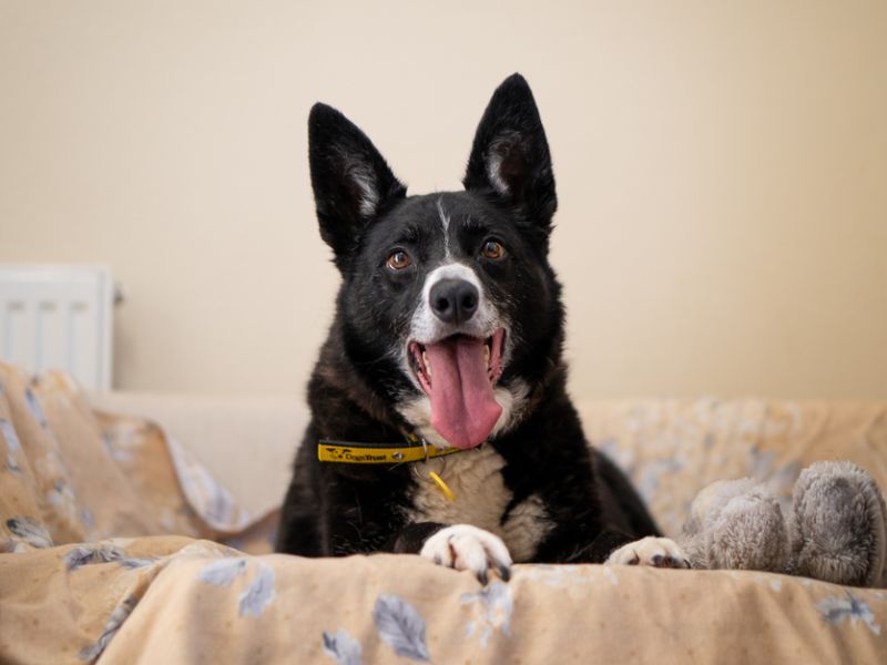 Ollie | Collie (Border) | Kenilworth (West Midlands) - 8