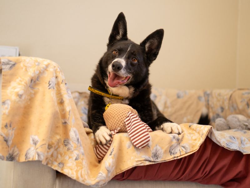 Ollie | Collie (Border) | Kenilworth (West Midlands) - 13
