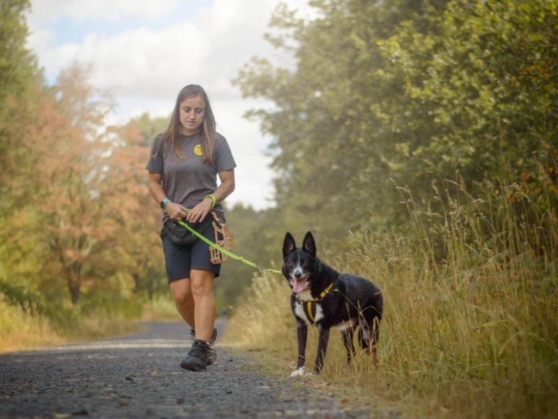 Ollie | Collie (Border) | Kenilworth (West Midlands) - 12