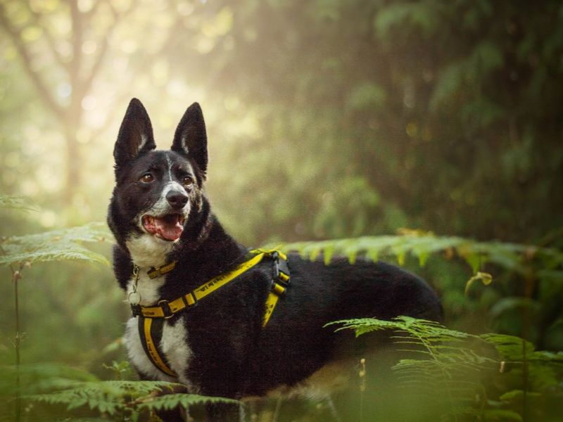 Ollie | Collie (Border) | Kenilworth (West Midlands) - 5