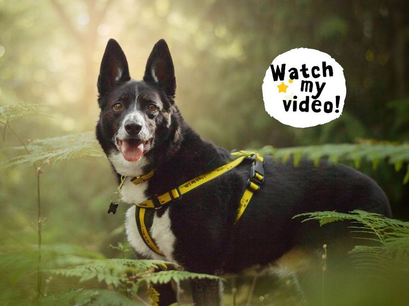 Ollie | Collie (Border) | Kenilworth (West Midlands) - 6
