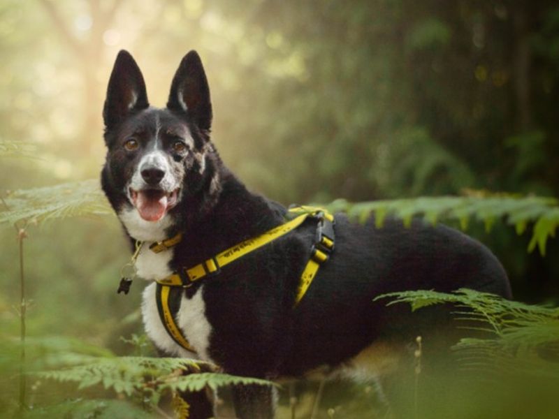 Ollie | Collie (Border) | Kenilworth (West Midlands) - 6