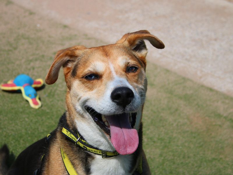 Beagle puppies for sale in Sadberge – 12 years old