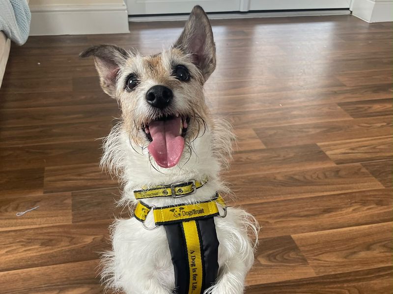 Penny | Terrier (Jack Russell) Cross | Shrewsbury (Shropshire) - 2