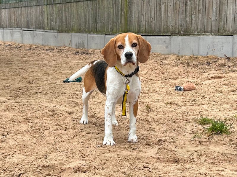 Wilma for sale in Wymeswold, Leicestershire