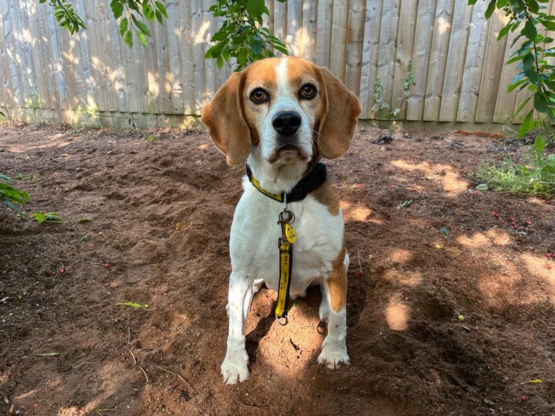 Beagle for adoption in Wymeswold, Leicestershire – 7 years old - Image 2 of 2