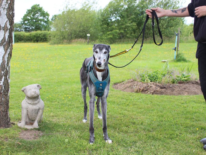 Billy for sale in Telford, Shropshire