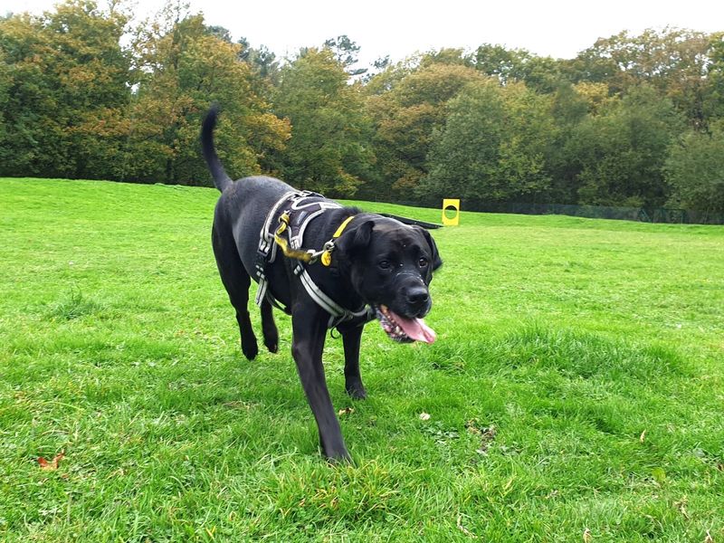 Cane Corso for adoption in Chestfield, Kent – 8 years old
