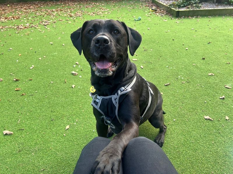 Cane Corso for adoption in Chestfield, Kent – 8 years old - Image 5 of 5