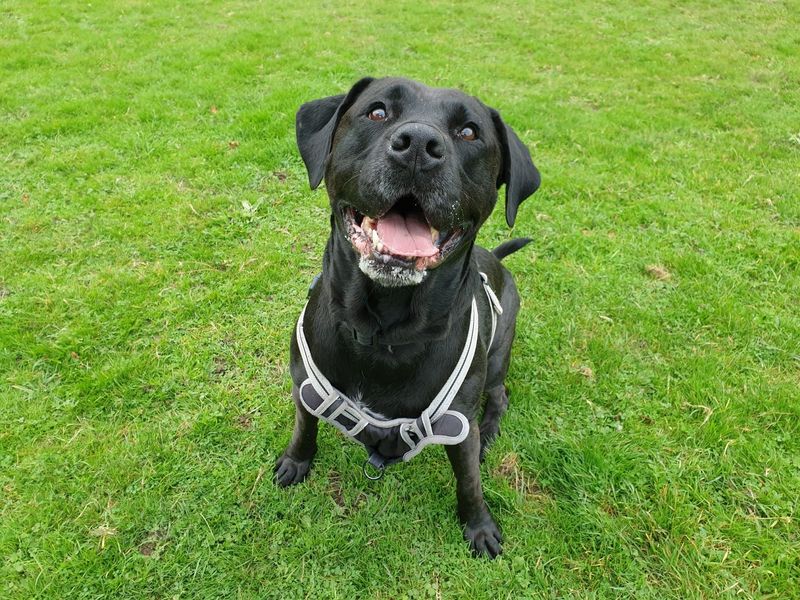 Cane Corso for adoption in Chestfield, Kent – 8 years old - Image 3 of 5
