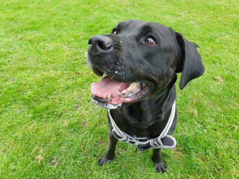 Cane Corso for adoption in Chestfield, Kent – 8 years old - Image 2 of 5