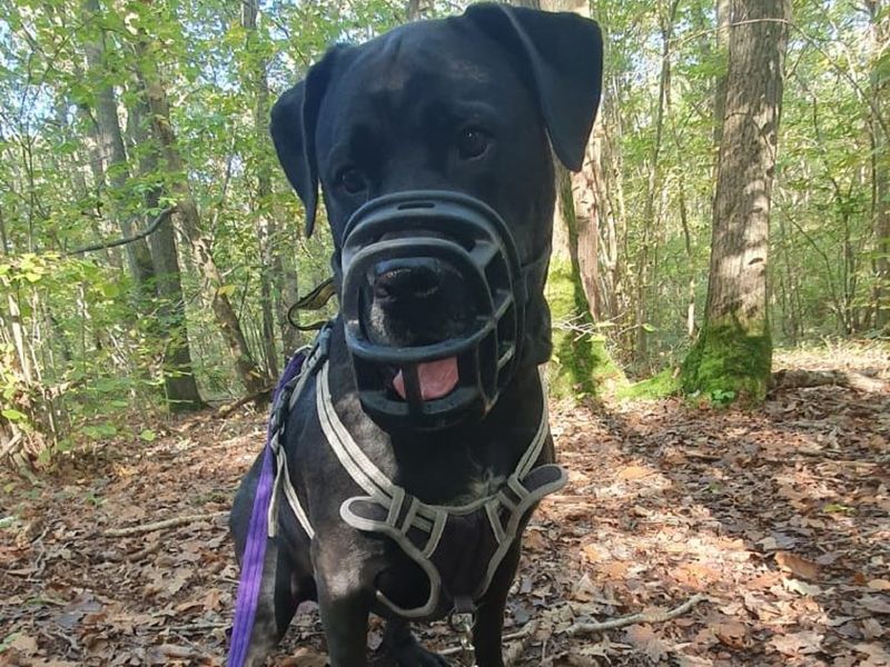 Cane Corso for adoption in Chestfield, Kent – 8 years old - Image 4 of 5