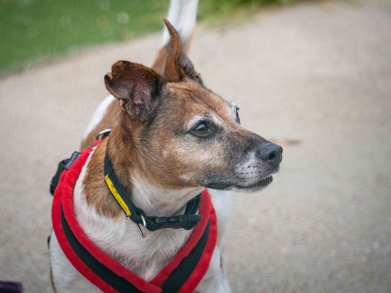 Jack Russell for adoption in Wymeswold, Leicestershire – 9 years old