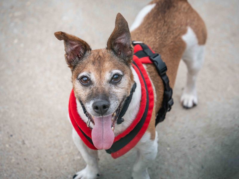 Jack Russell for adoption in Wymeswold, Leicestershire – 9 years old - Image 2 of 3