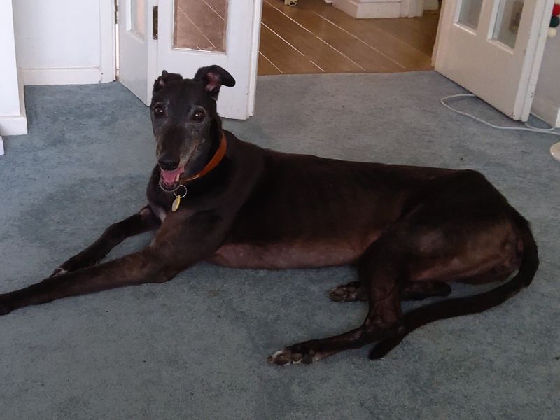 undefined | Greyhound | undefined - 2