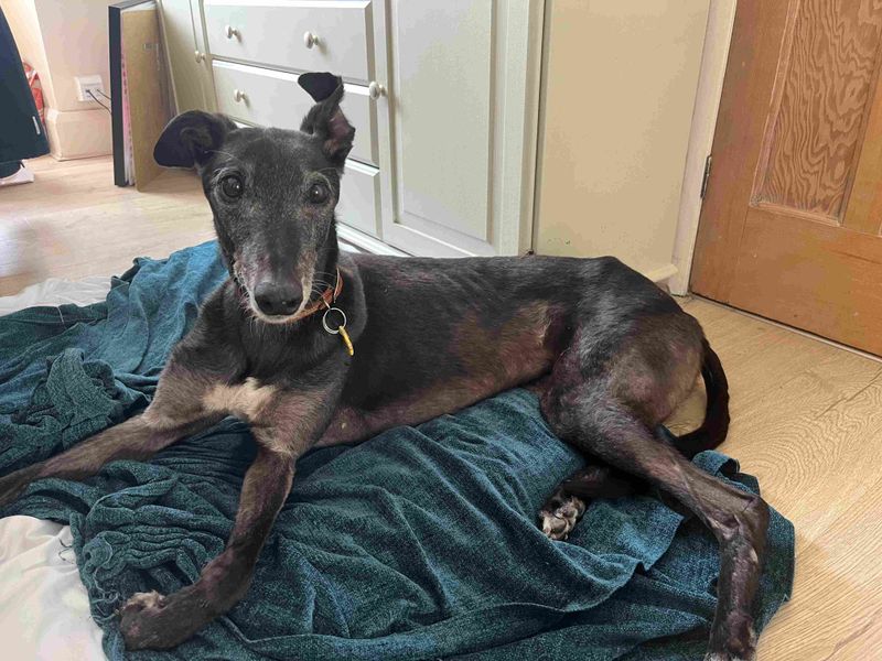 Sheena | Greyhound | Loughborough - 5