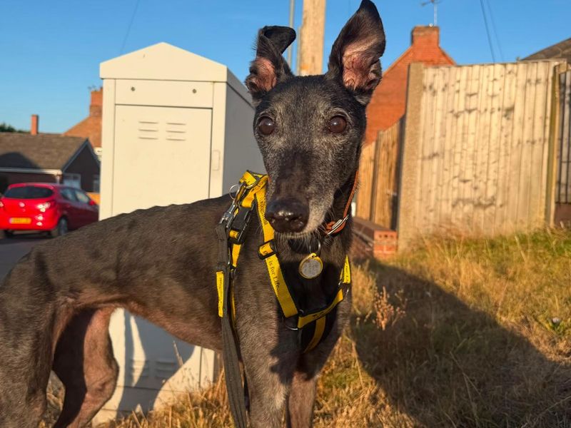 Sheena | Greyhound | Loughborough - 1
