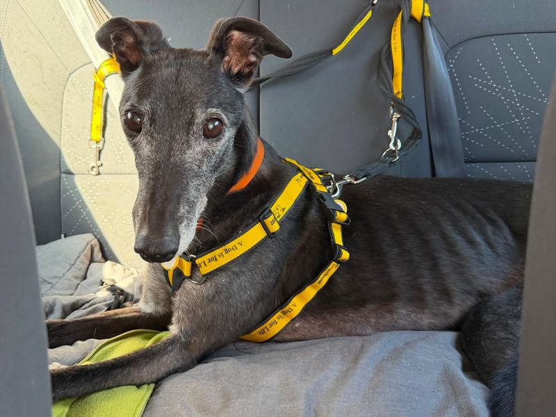 Sheena | Greyhound | Loughborough - 2