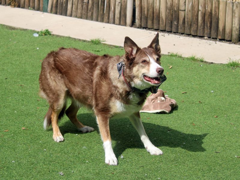 Border Collie for adoption in Liverpool, Merseyside – 9 years old