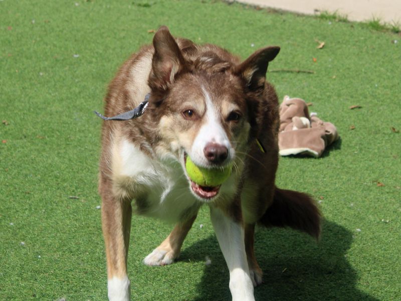 Border Collie for adoption in Liverpool, Merseyside – 9 years old - Image 3 of 3