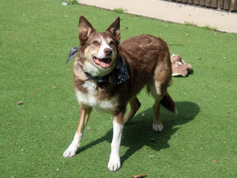 Border Collie for adoption in Liverpool, Merseyside – 9 years old - Image 2 of 3