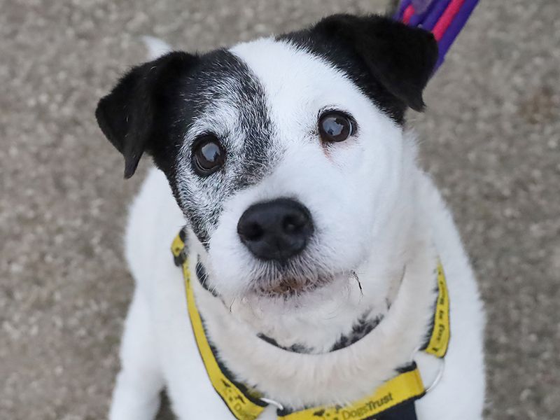 Jack Russell Terrier for adoption in Leeds, West Yorkshire – 15 years old - Image 2 of 4