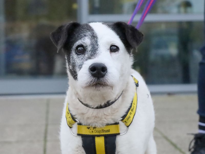 Jack Russell Terrier for adoption in Leeds, West Yorkshire – 15 years old - Image 4 of 4