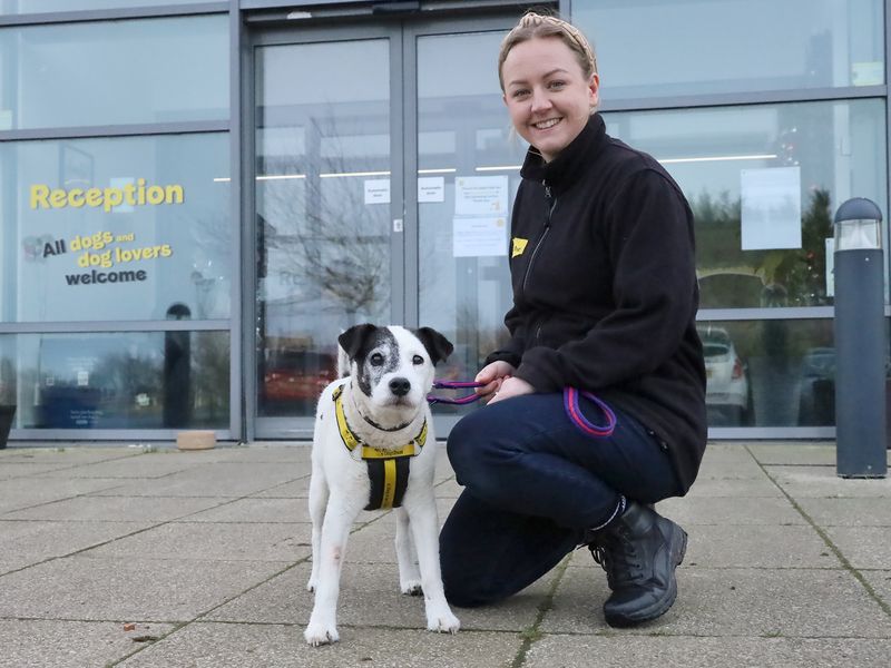 Jack Russell Terrier for adoption in Leeds, West Yorkshire – 15 years old - Image 3 of 4