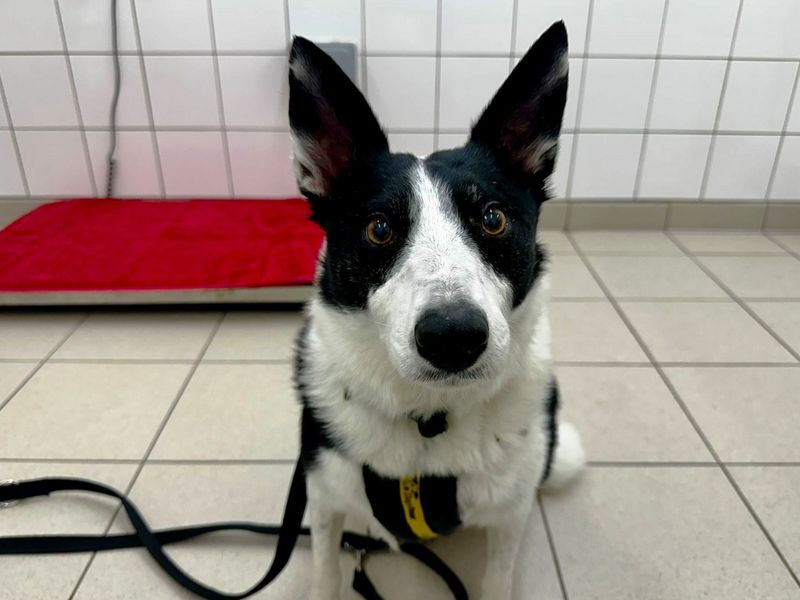 Border Collie for adoption in Chestfield, Kent – 9 years old